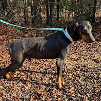 Thumbnail photo of JASPER-Sponsored Adoption Fee! #1