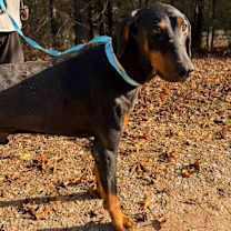 Thumbnail photo of JASPER-Sponsored Adoption Fee! #3