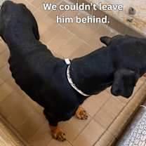 Thumbnail photo of JASPER-Sponsored Adoption Fee! #4