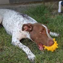 Thumbnail photo of Callie #2