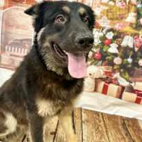 Thumbnail photo of Enzo #1