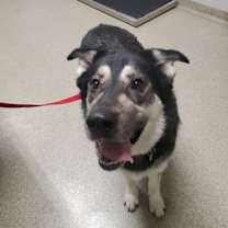 Thumbnail photo of Sam #2