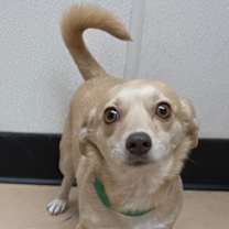 Thumbnail photo of Pepino #1