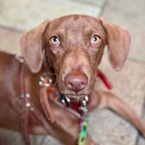 Thumbnail photo of BiCu #2