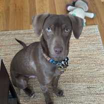 Thumbnail photo of BiCu #3