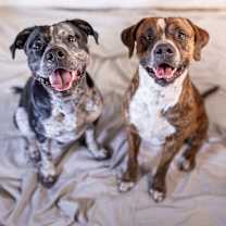 Thumbnail photo of Bennie #1