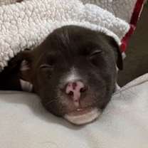 Thumbnail photo of Piggy 0581 #1