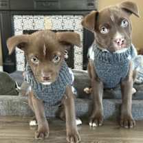 Thumbnail photo of Piggy 0581 #3