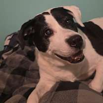 Thumbnail photo of Lucy #3