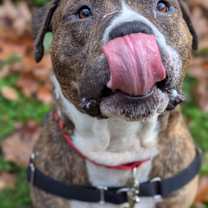 Thumbnail photo of Kermit (mcas) #2