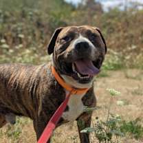 Thumbnail photo of Kermit (mcas) #4