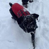 Thumbnail photo of Squid #1