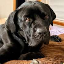 Thumbnail photo of Squid #3