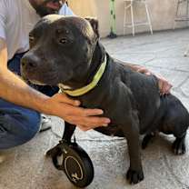 Thumbnail photo of Belle #1