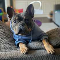 Thumbnail photo of Loki #1