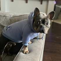 Thumbnail photo of Loki #3