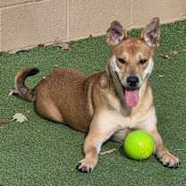 Thumbnail photo of Piper #2