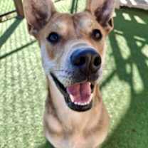 Thumbnail photo of Piper #4