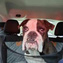 Thumbnail photo of Earl #1