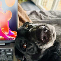 Thumbnail photo of Lo #4