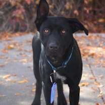 Thumbnail photo of Zane #1