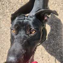 Thumbnail photo of Zane #2