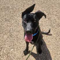 Thumbnail photo of Zane #3