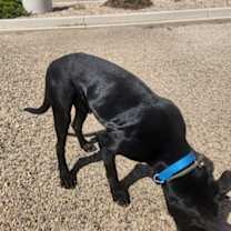 Thumbnail photo of Zane #4