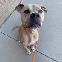 Thumbnail photo of Shivo (Silver) #3