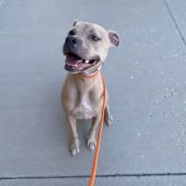 Thumbnail photo of Shivo (Silver) #4