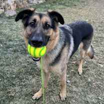 Thumbnail photo of Ulysses #1