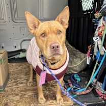 Thumbnail photo of Freya #4