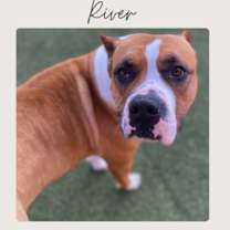 Thumbnail photo of RIVER #1