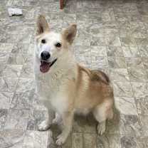 Thumbnail photo of Toffee #3