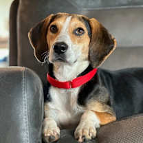 Thumbnail photo of Cosmo #1