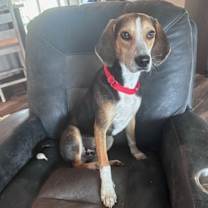 Thumbnail photo of Cosmo #3