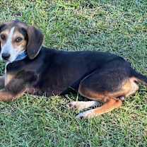 Thumbnail photo of Cosmo #4