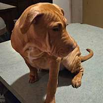 Thumbnail photo of Dusty #2