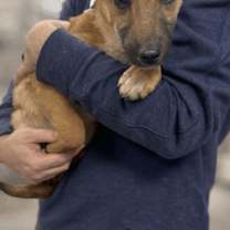 Thumbnail photo of Vitani #3