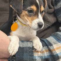 Thumbnail photo of Aurora #4