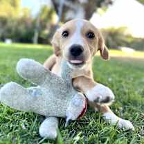 Thumbnail photo of Scooter #4