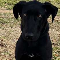 Thumbnail photo of Raleigh #4