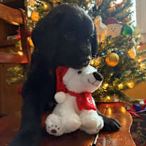 Thumbnail photo of Darling  #1