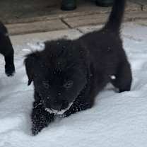 Thumbnail photo of Love #2