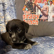 Thumbnail photo of Bobby #2