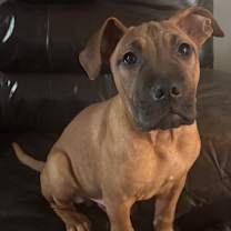 Thumbnail photo of Clark Kent #1