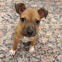 Thumbnail photo of Scarlett #1