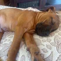 Thumbnail photo of Clark Kent #2