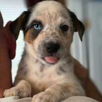 Thumbnail photo of Pulaski #1