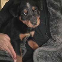 Thumbnail photo of Tazewell #1